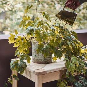 Contemporary Living_ Indoor Plants_02