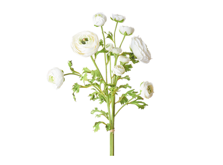 Ranuncula Bundle White_Square