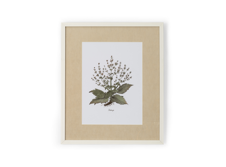 Clipsham Botanical Art - 8 - front