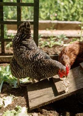 Kirsty's Vegetable Garden-36