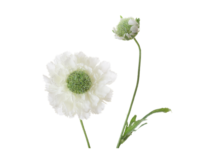 Scabiosa Stem_White_Detail