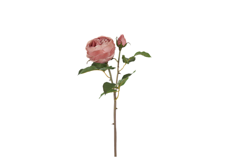 English rose warm pink_detail