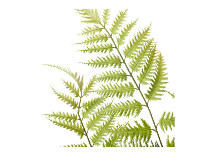 Lady Fern Large_Green_Detail